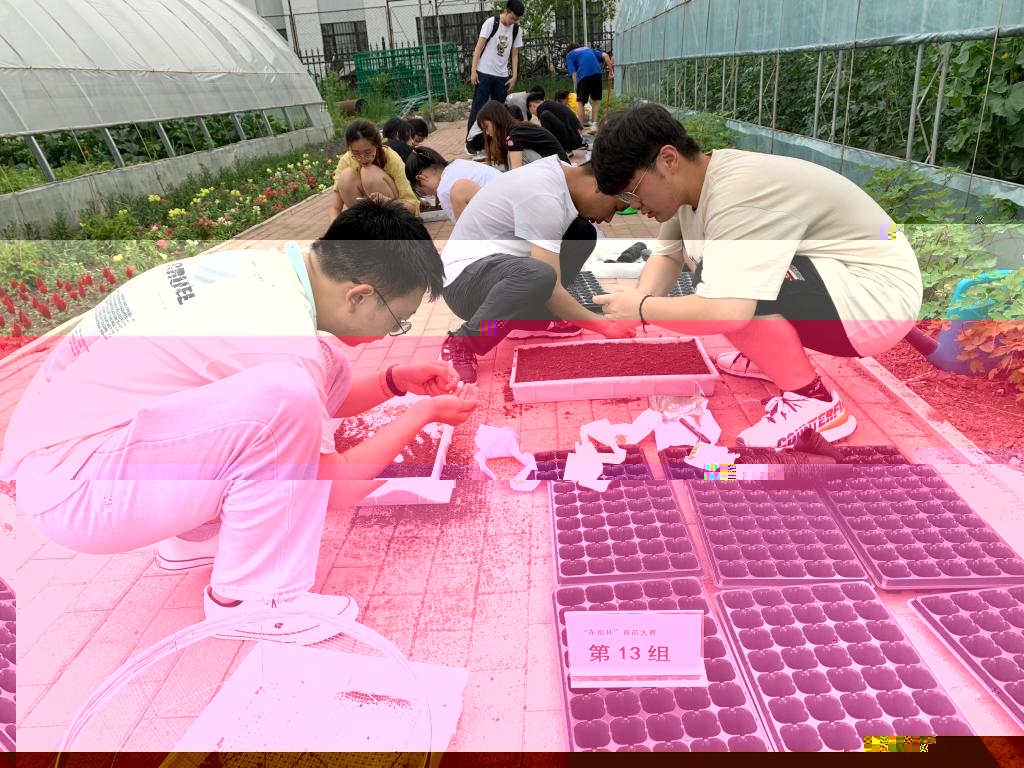 育苗箱育苗